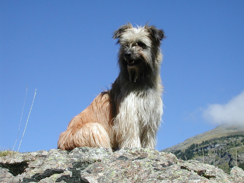 CH. Oriege de de la Vallée du Mouton