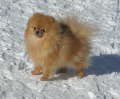 CH. Aloha ma pom de de la Vallée du Mouton