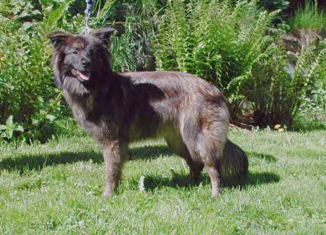 Vestale de de la Vallée du Mouton