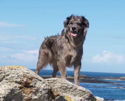 CH. Tavelle bleue de de la Vallée du Mouton