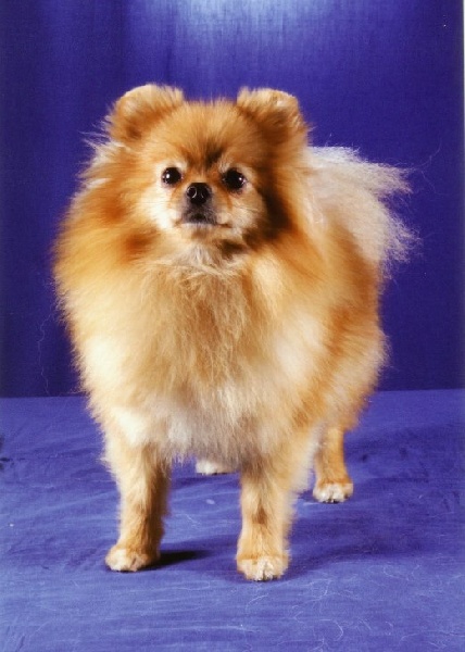 CH. Ilvy la pom de de la Vallée du Mouton