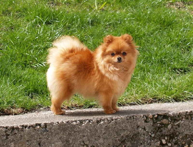 penny sweet Cleopatra delle tre torri