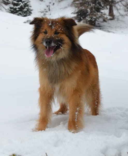 CH. Kalix de de la Vallée du Mouton