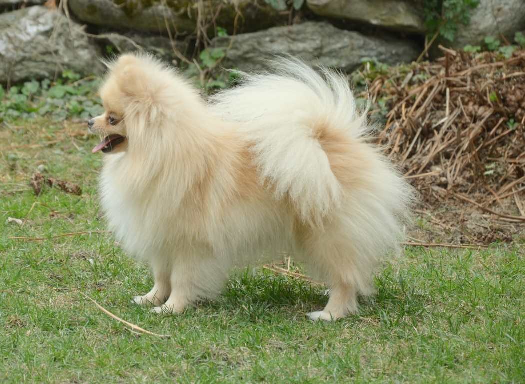 Royalsun ma pom de de la Vallée du Mouton