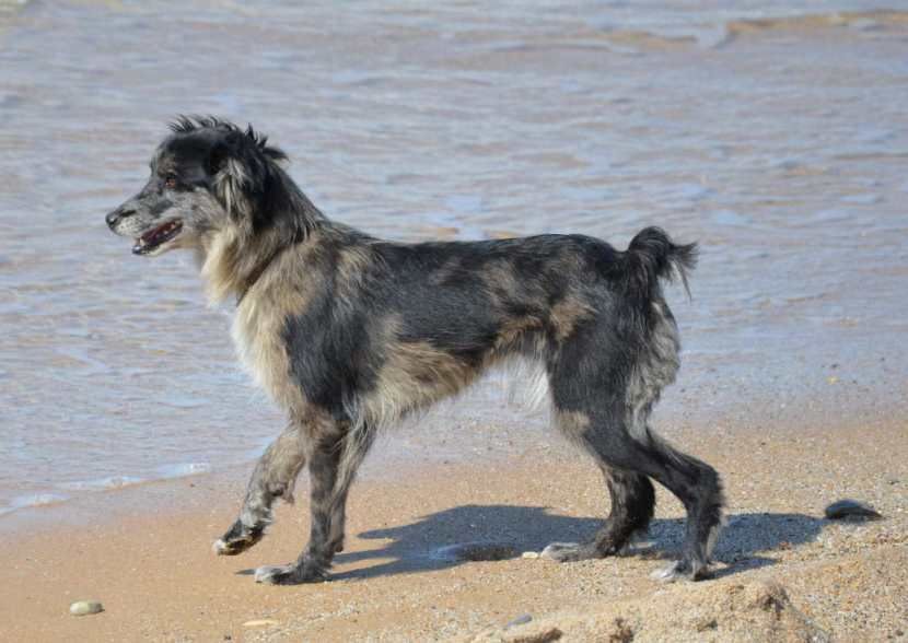 CH. Neska bleue de de la Vallée du Mouton