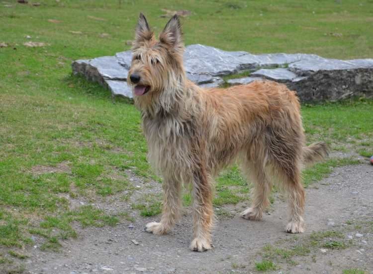 Chiots Berger Picards nées le 7ième novembre 2018