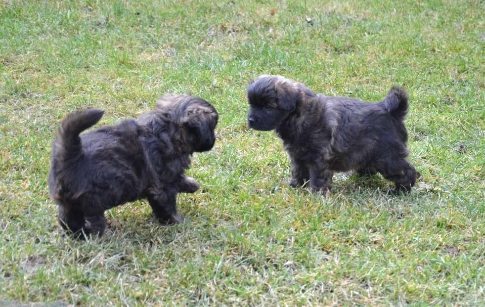 Chiots poil longs nées en octobre 2018