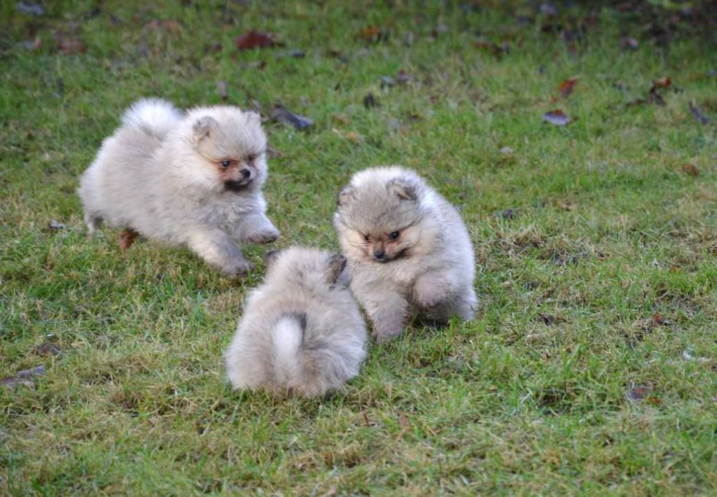de de la Vallée du Mouton - Chiots Spitz nain nées le 8ième octobre