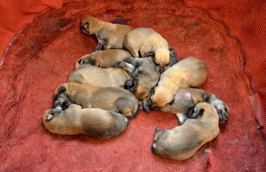Chiot Berger de Picardie de de la Vallée du Mouton
