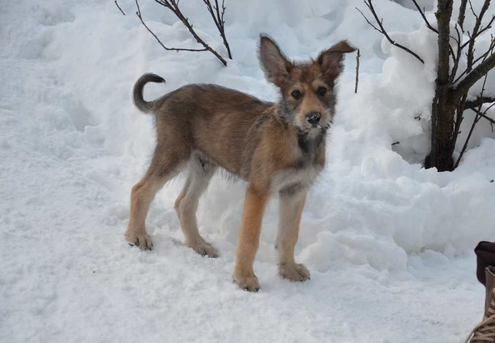 de de la Vallée du Mouton - Chiots disponibles - Berger de Picardie
