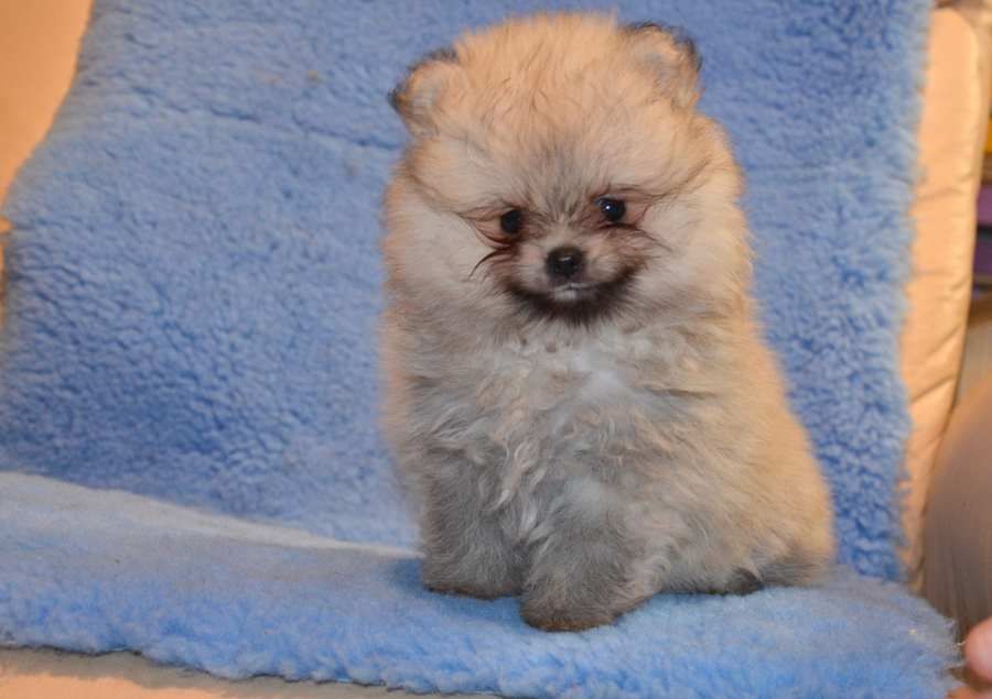 de de la Vallée du Mouton - Chiots disponibles - Spitz allemand