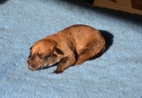 CHIOT
