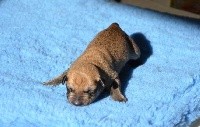 CHIOT
