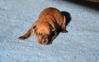 CHIOT