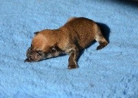 CHIOT