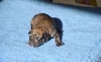 CHIOT