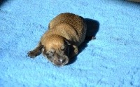 CHIOT