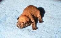 CHIOT