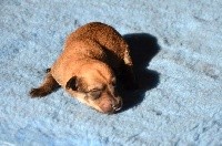 CHIOT